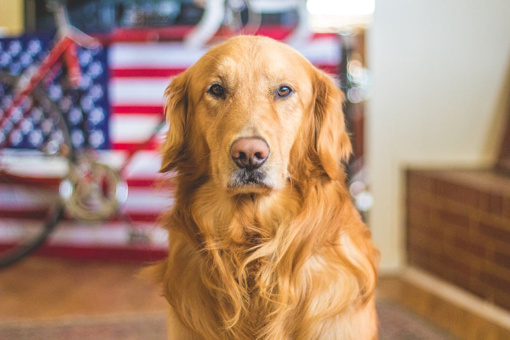Here Are the 5 Best Large Dog Breeds