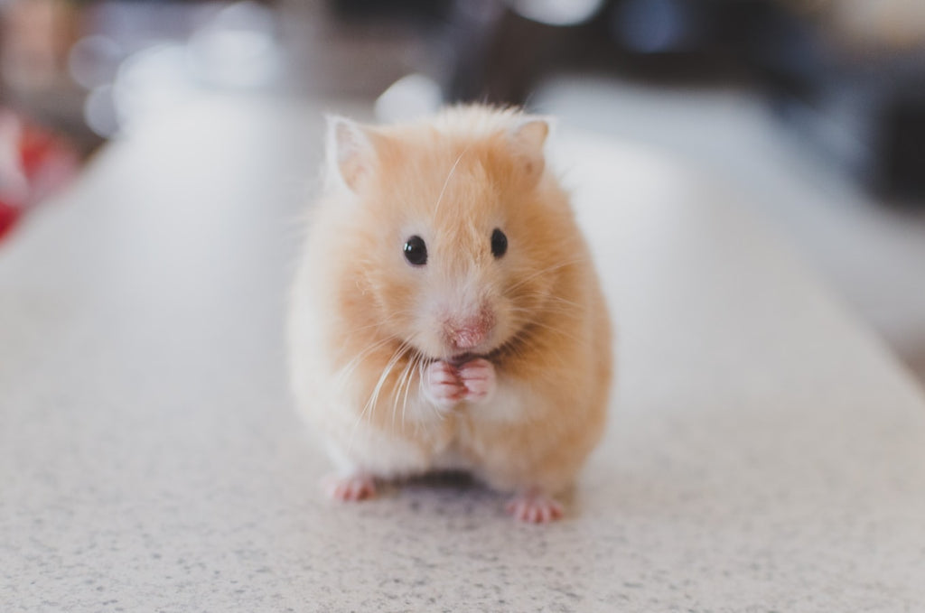Best Small Pets: Choosing the Right Pet