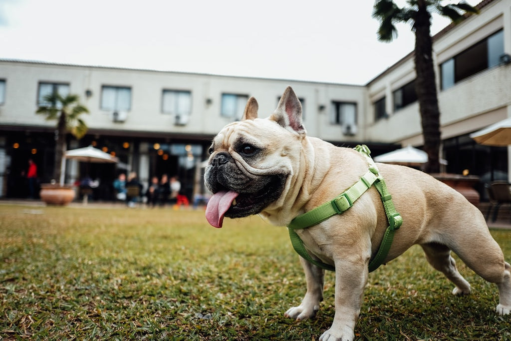 Small Dog Harness: What You Need to Know to Keep Your Pup Safe