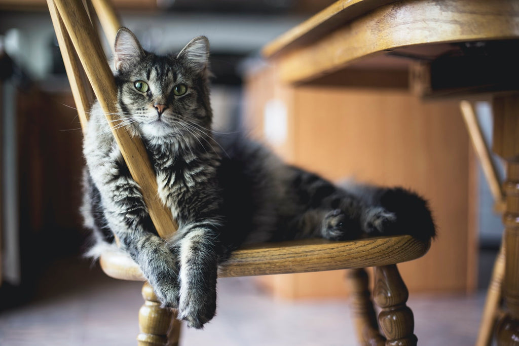 Cat Body Language: You Need To Know These 5 Signs