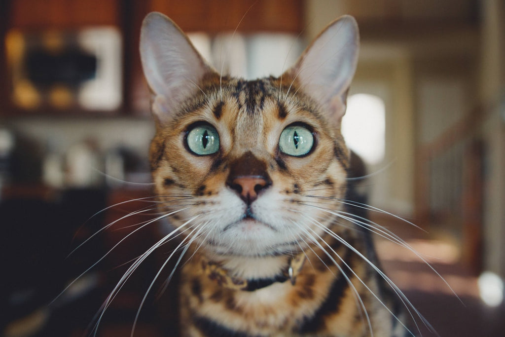 Domestic Cat Breeds and Everything that Makes them Special