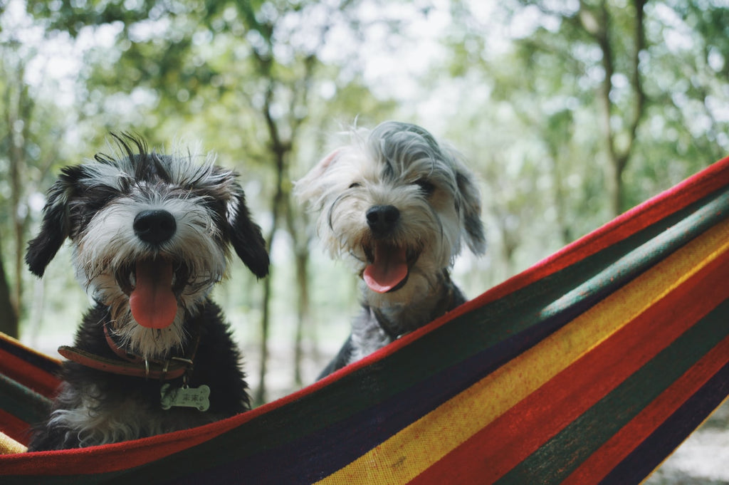 What Are the Most Popular Dogs?