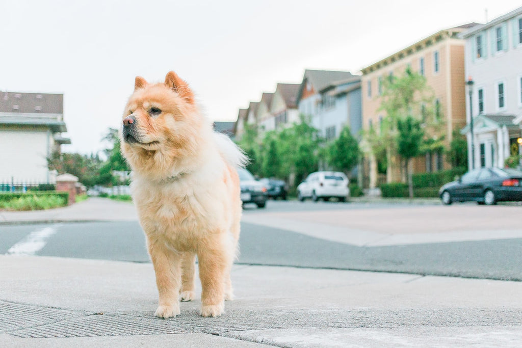 Chow Chow Temperament: A Dog With Big Personality