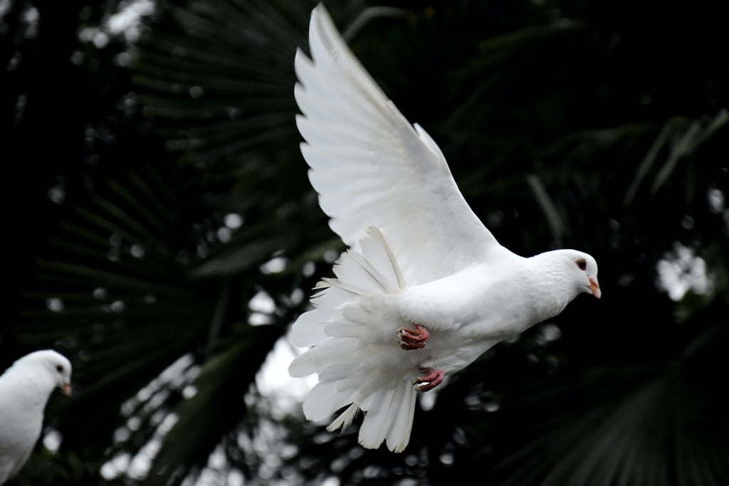 Types of Doves: Everything you Need to Know
