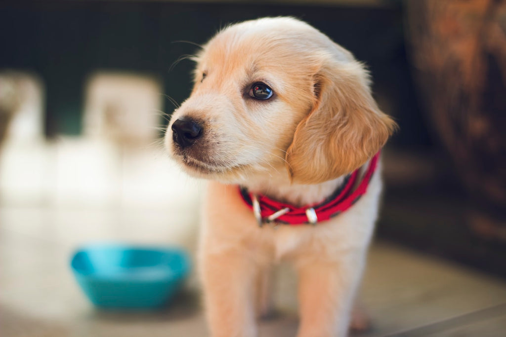 Everything You Need to Know About a Dog Treat Dispenser