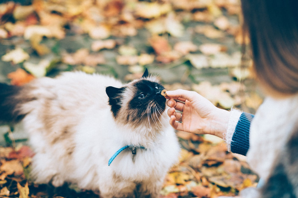 Everything You Need to Know About Organic Cat Food