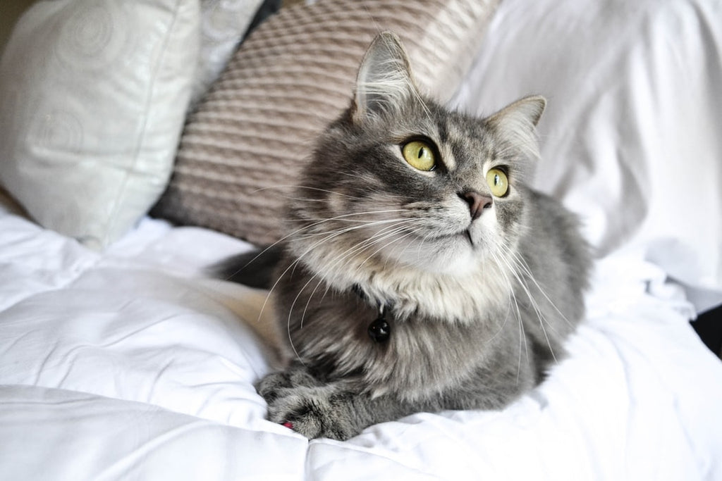 Most Popular Cat Breeds: Get to Know These Wonderful Felines