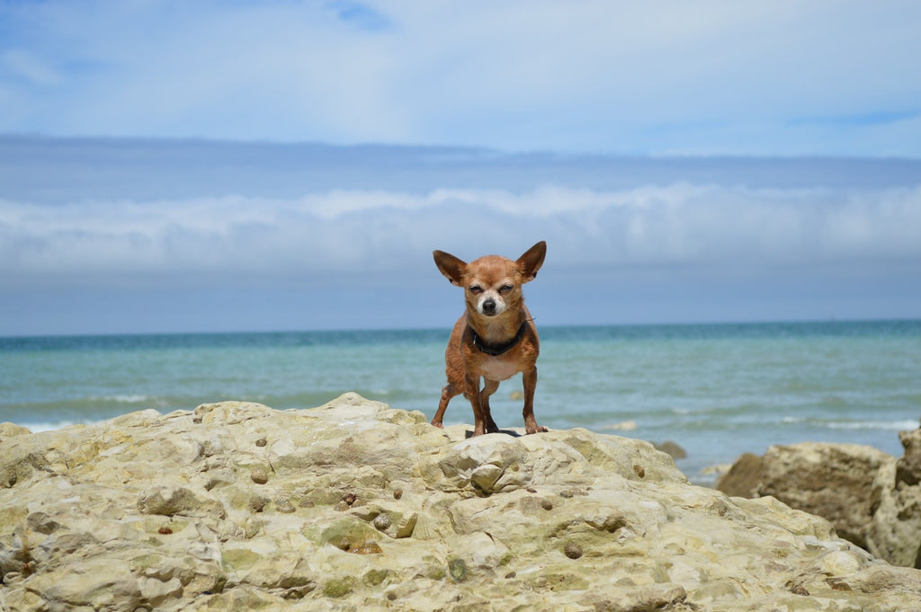 A Dog for All Dog Lovers: Low Maintenance Dogs