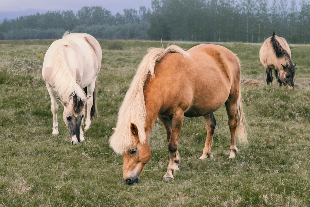 Different Horse Breeds: Get to Know Them