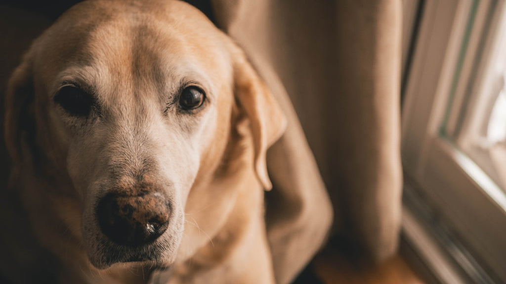 What Do You Need to Know Before a Labrador Adoption
