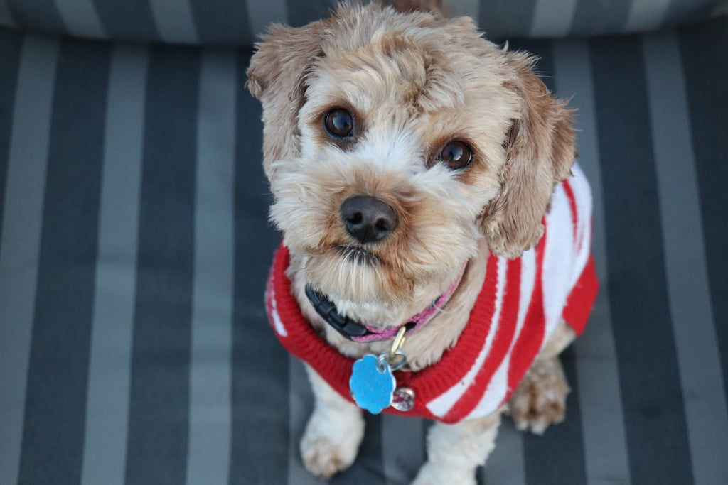 What You Need To Know About Cavapoo Adoption