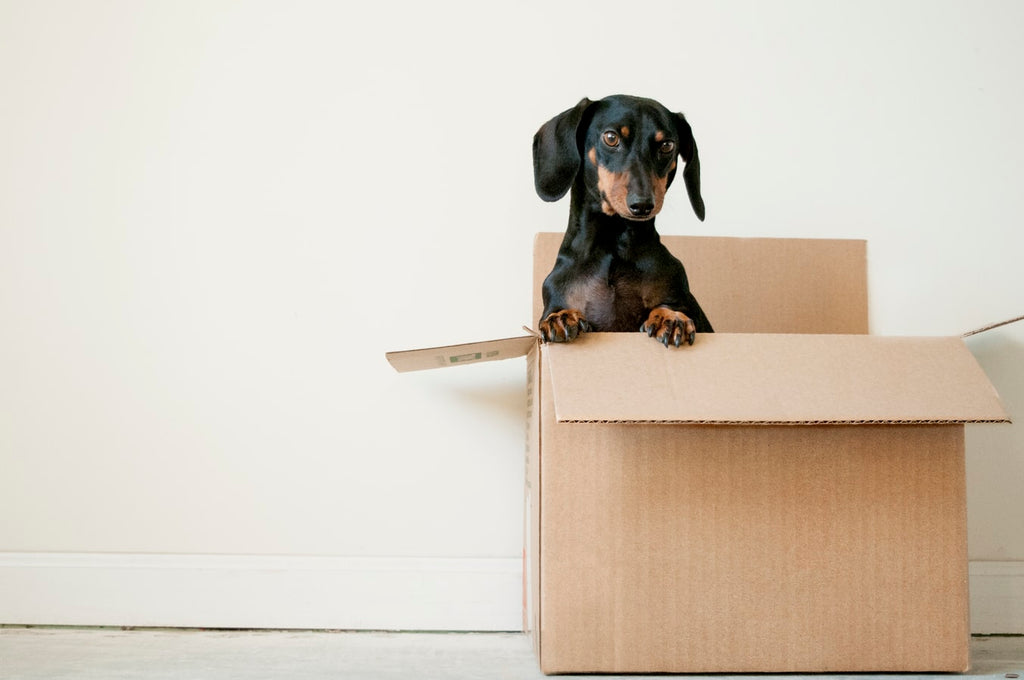 Ways to Improve the Daschund Lifespan