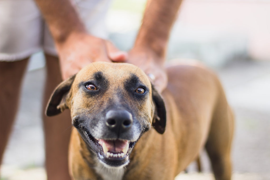 Do Dogs Love Us: What You Need To Know About The Science Behind This Subject