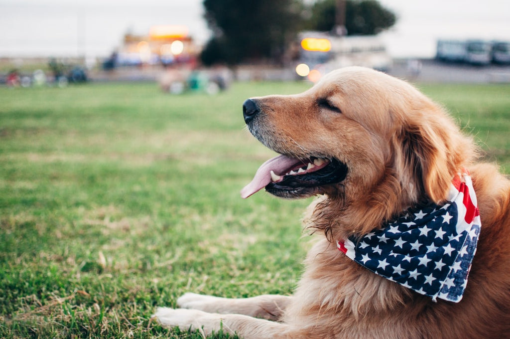 Working Dog Breeds: Best Dogs for These Different Roles