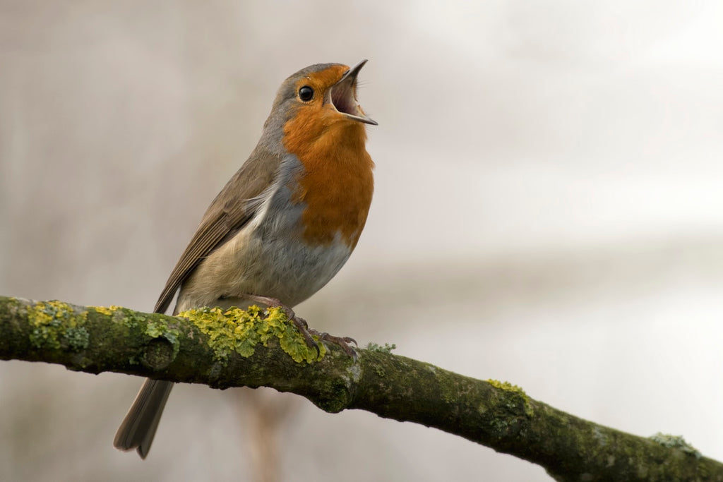Increase Your Birds Lifespan: 3 Tips You Need To Know