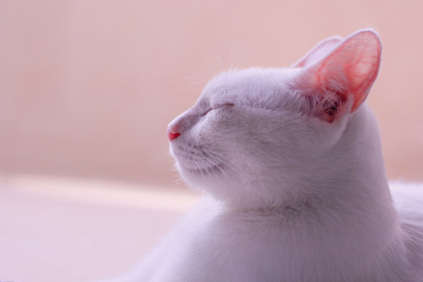 Albino Cat
