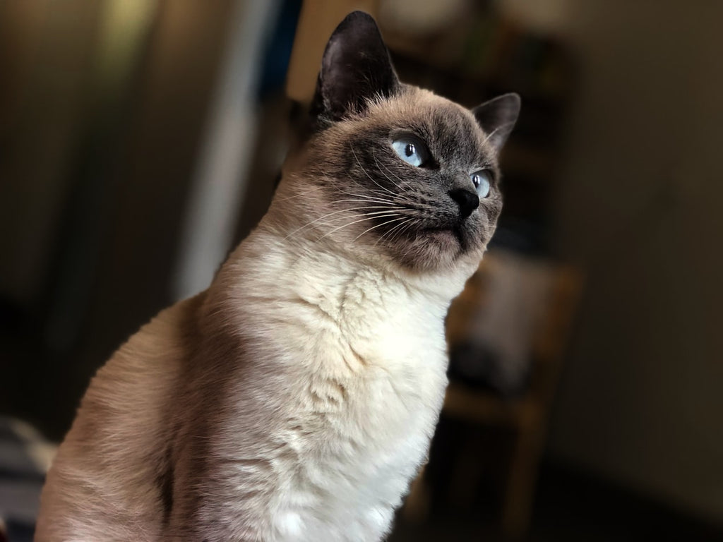 What is the Oldest Cat in the World?