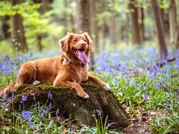 How Heavy Should My Dog Be?