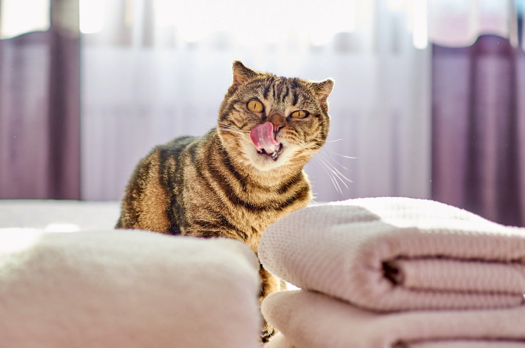 What You Need to Know About Scottish Fold Cat Breeds