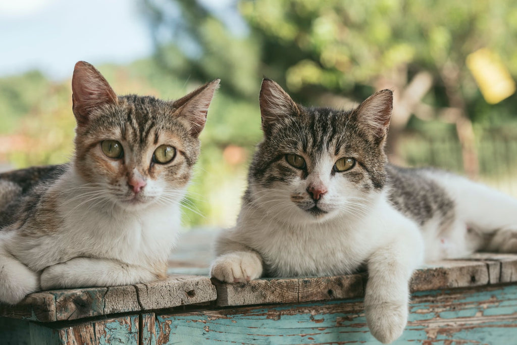How to Tell a Cats Age: 5 Sure Methods
