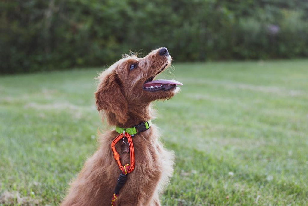 5 Awesome Tips For House Training a Dog That You Need To Know