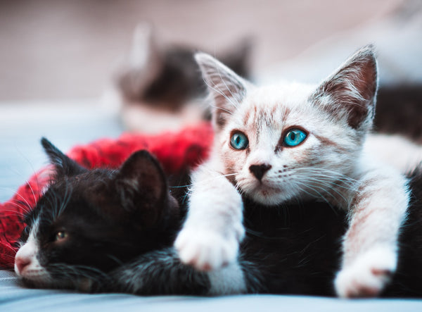 Friendliest Cat Breeds