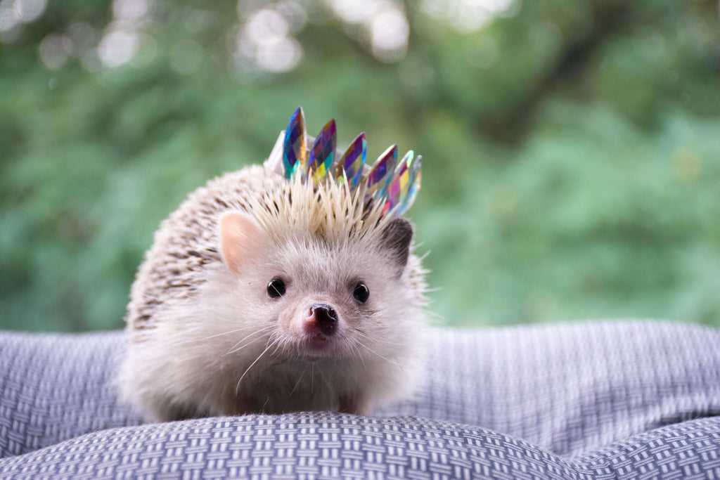 Hedgehog Care and Feeding: What You Need To Know