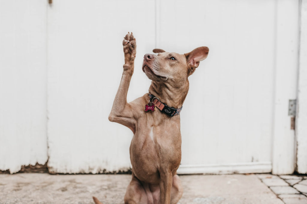 5 Things You Didn't Know About Dog Behavior
