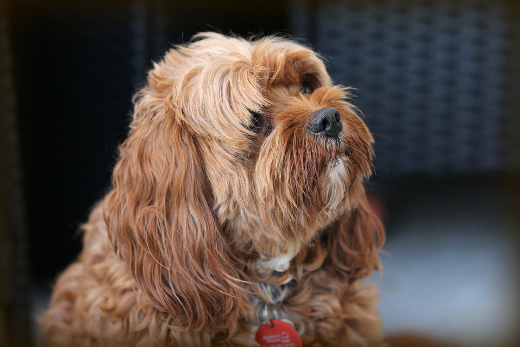 Here Are the 10 Cutest Dog Mixes