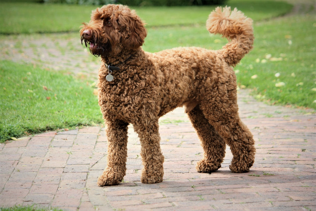 Here Are the Best Medium-Sized Dogs