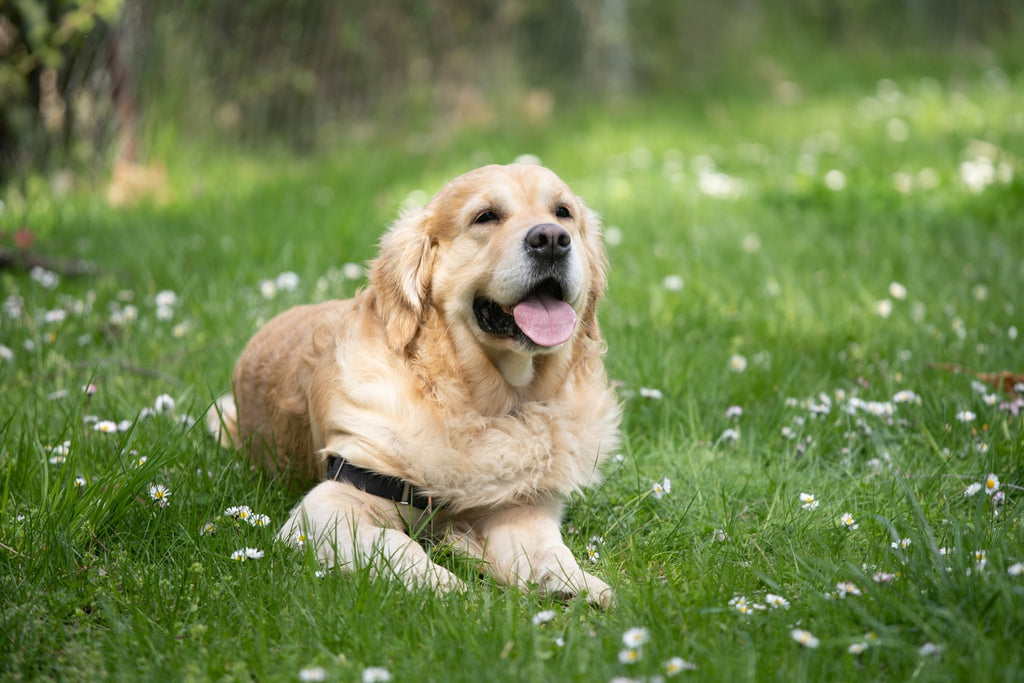 What Are Some of the Most Playful Pets?