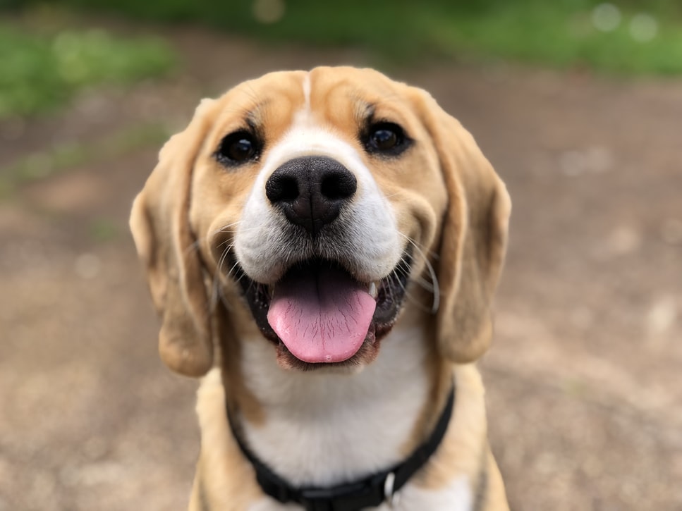 Everything You Need to Know About Dog Body Language