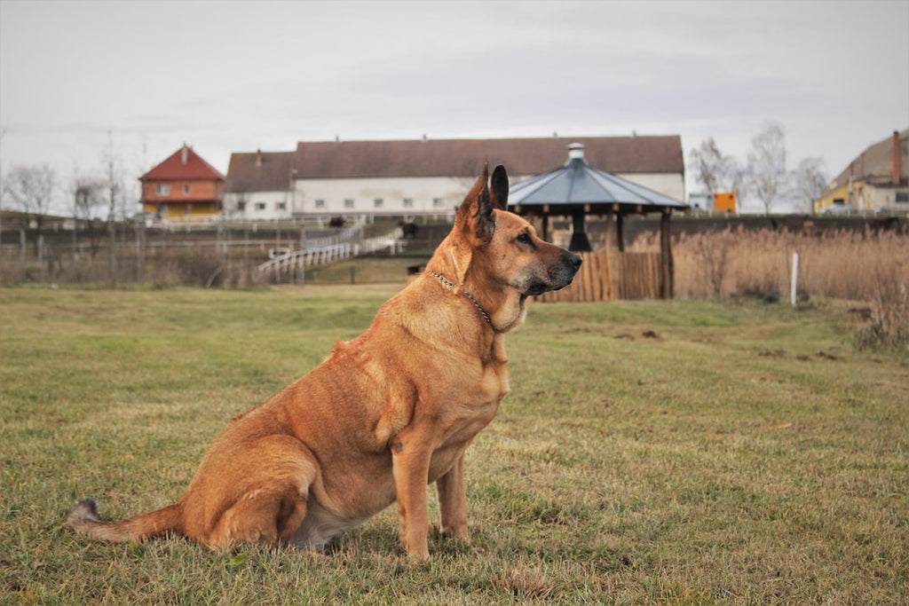 See These 7 Rare Dogs That Will Turn Heads at the Dog Park