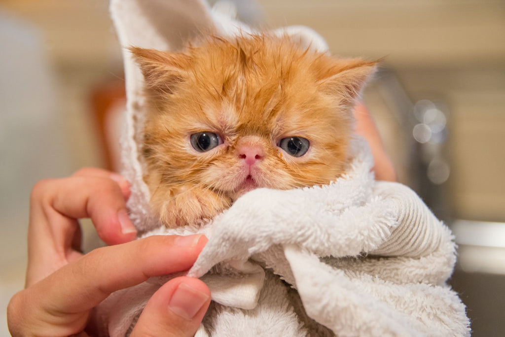 Cat Care: Three Hygiene Things You Absolutely Need To Know
