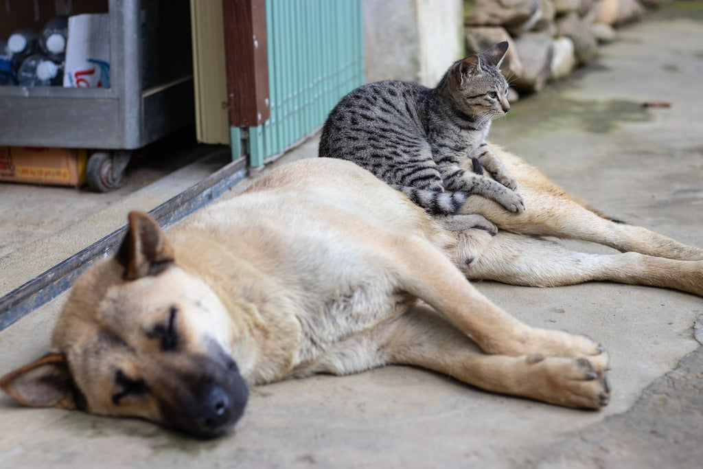 What Are the 5 Best Dogs for Cats?