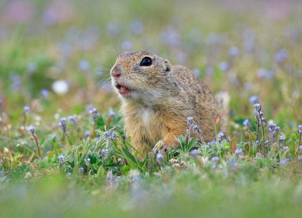 What You Need To Know About the California Ground Squirrel