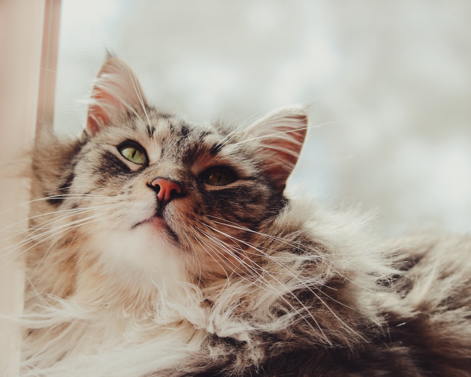 Considering a Cat? Here Are the Best 5 Large Cat Breeds
