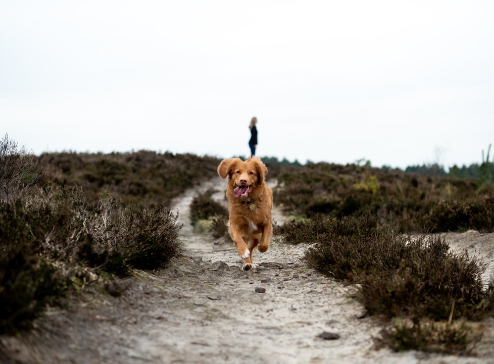 Dog Exercise: What you Need to Know to Keep Your Pup in Shape
