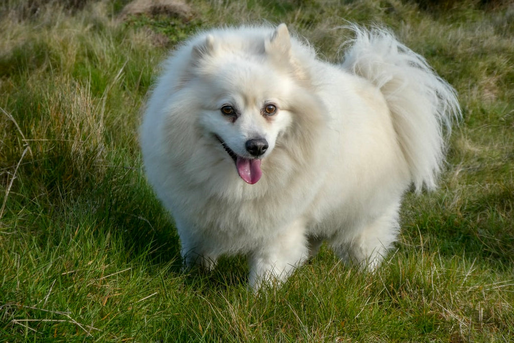 Why Do Dogs Wag Their Tails: Here Are 5 Top Reasons Why