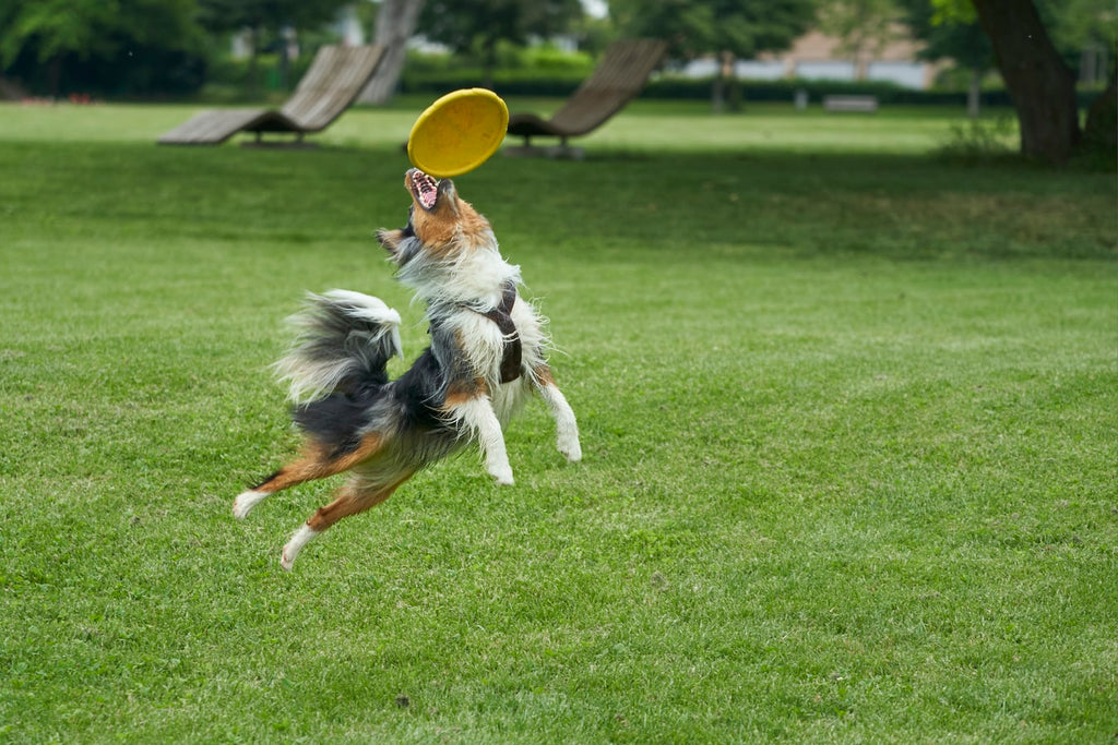Best Puppy Toys for Your Little Buddy