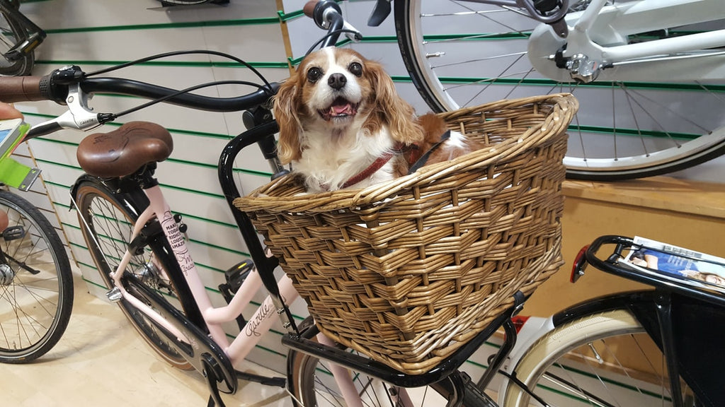 Amazing Facts and Traits of the Cavalier Dog