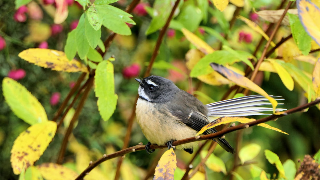 Small Pet Birds: 4 of the Best Small Birds You Can Adopt Today