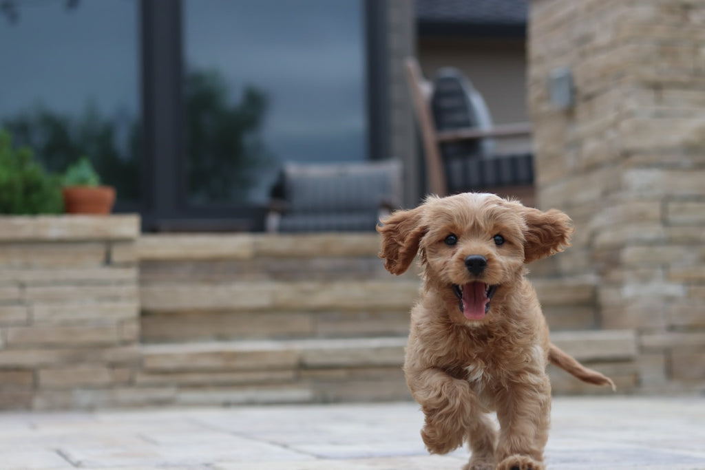Here Are the Top 7 Friendliest Dog Breeds