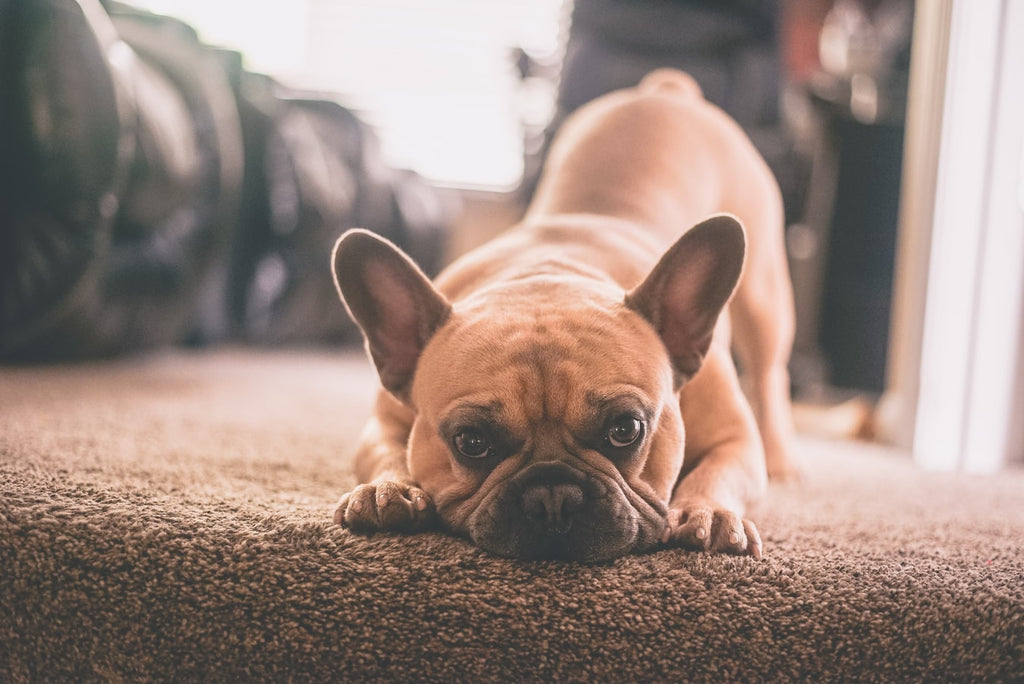 What You Should Know About Dog Temperament