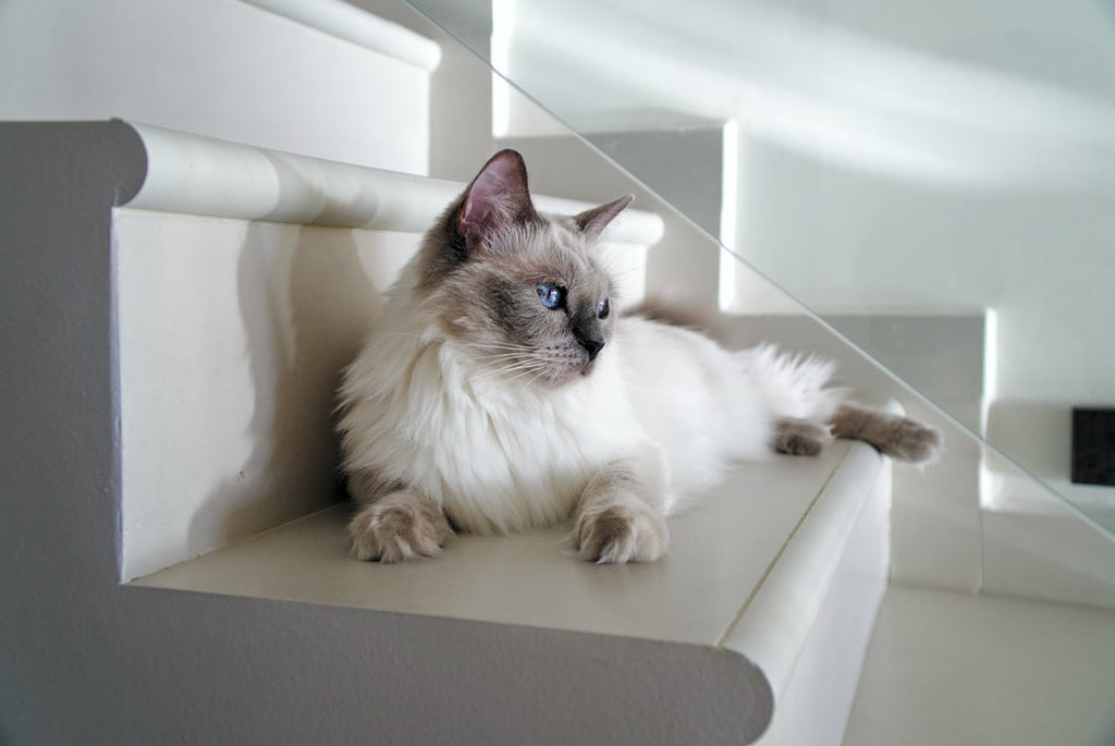 Should I Adopt Ragdoll Kittens: The Official Guide