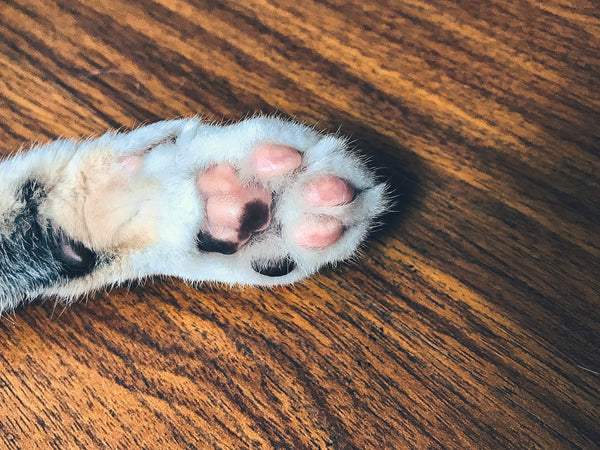 Cat Paw Anatomy