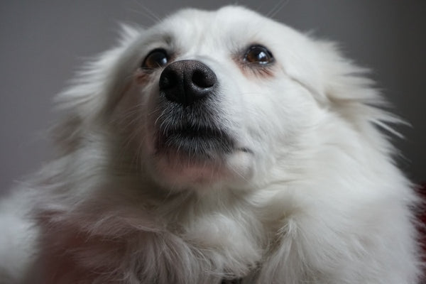 Fluffy Dog Breeds: Everything You Need to Know
