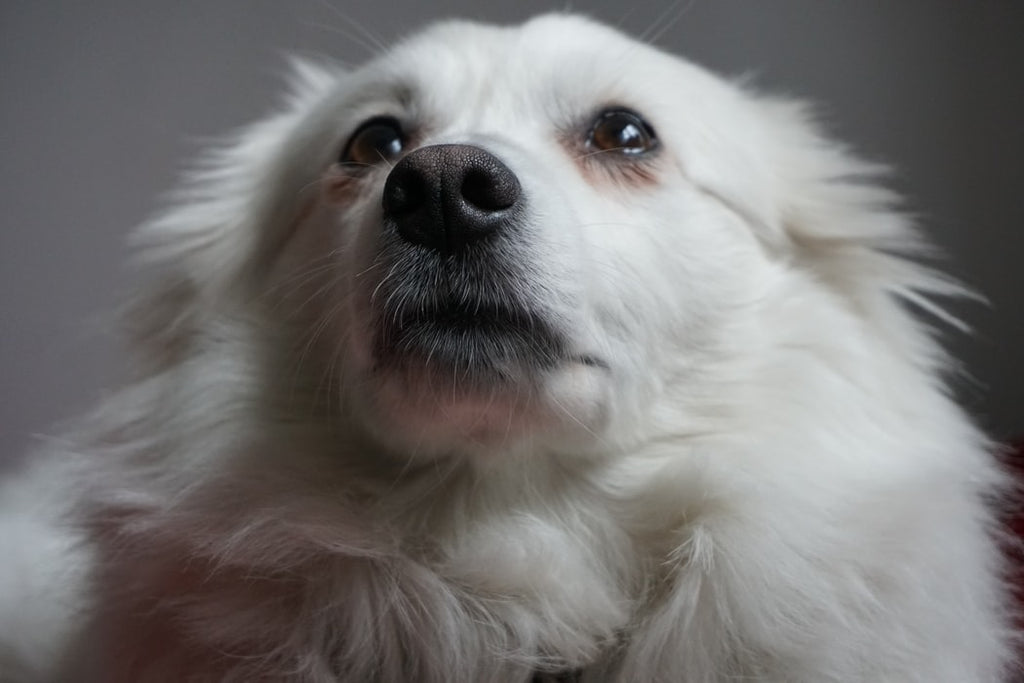 Fluffy Dog Breeds: Everything You Need to Know
