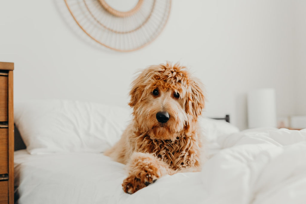 Why Are Mini Goldendoodles So Cute: Science Will Surprise You