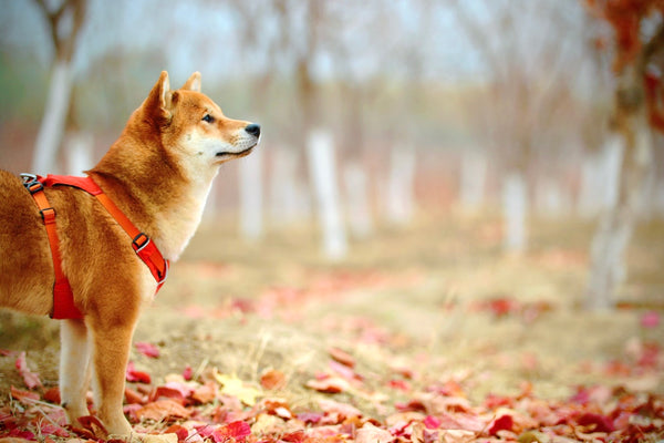 Pet Insurance for Dogs: Should You Get It?